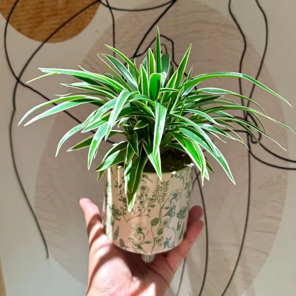 幽兰花金边吊兰盆栽盆景室内客厅办公室净化空气好养活四季绿植