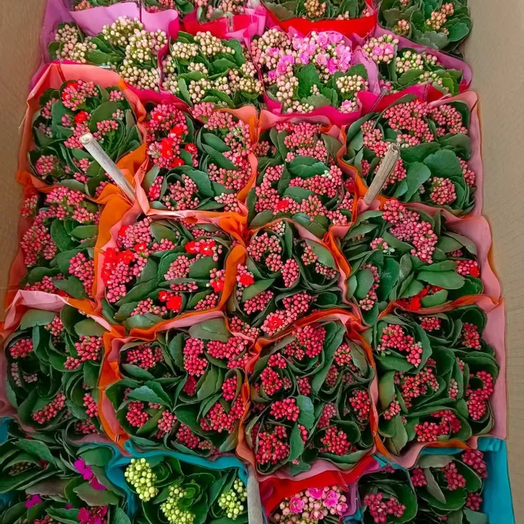 重瓣长寿花盆栽鲜花室内阳台花卉花卉盆栽四季开花好养带花苞发货