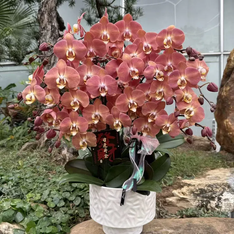 蝴蝶兰 《哈克三文鱼》网红爆品 蜡质大花  独特橘色调 真花 室内花