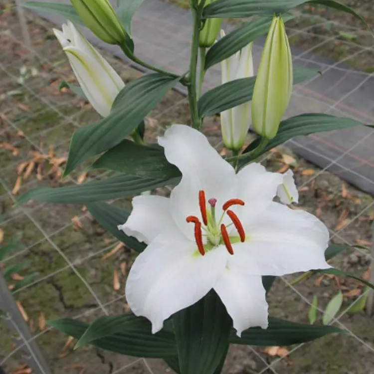 圃朗特园艺进口秋百合种球东方易养全国可种庭院盆栽球根花卉种籽