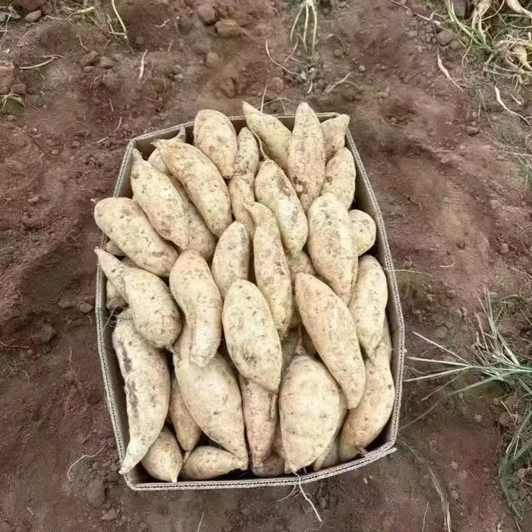新鲜现挖白皮白心人参薯粉糯香甜板栗味红薯