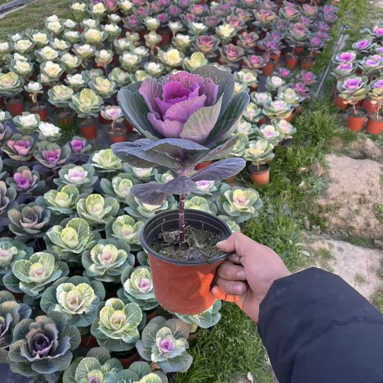 耐寒羽衣甘蓝盆栽独杆大苗庭院地栽耐寒植物花园观赏花卉冬日玫瑰