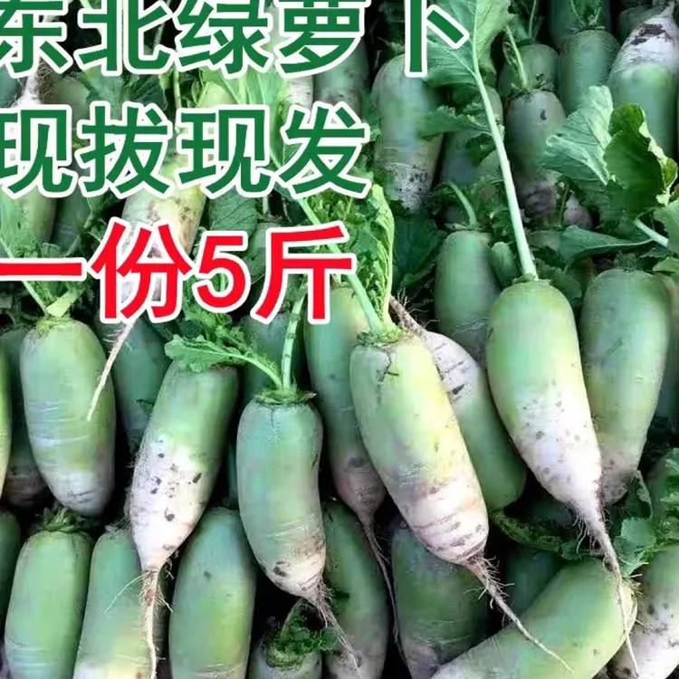 东北新鲜现挖青萝卜清脆爽口沙地种植可生吃凉拌炖汤炒菜