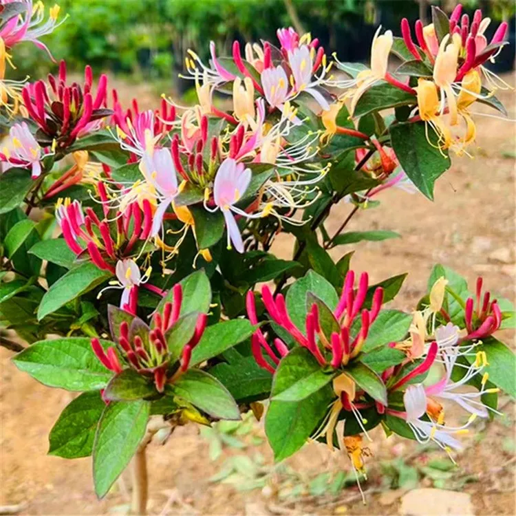 树型多色红金银花浓香盆栽地栽耐热耐寒南北方好活易养泡茶食用