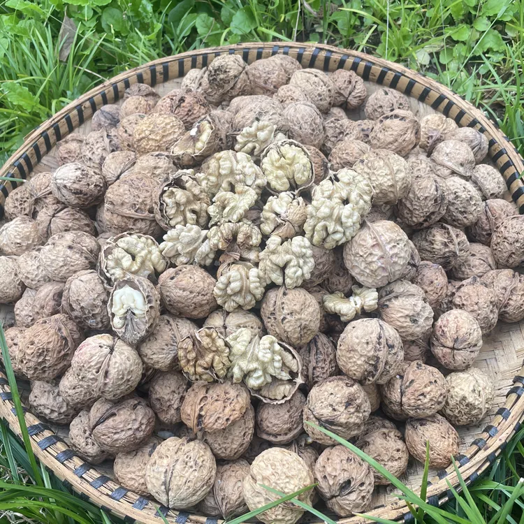 云南老品种优质干核桃口感醇香营养丰富