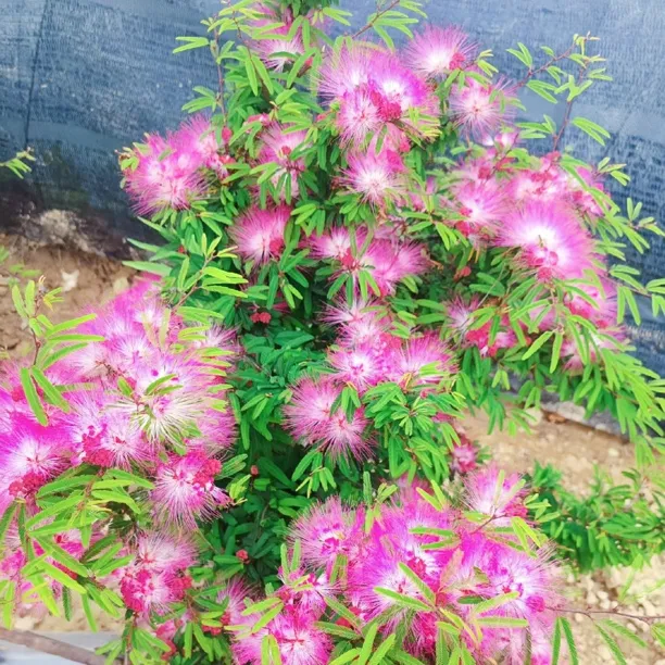 四季开花红花粉花姬合欢盆栽苗室内外阳台庭院绿植物景观花卉盆景