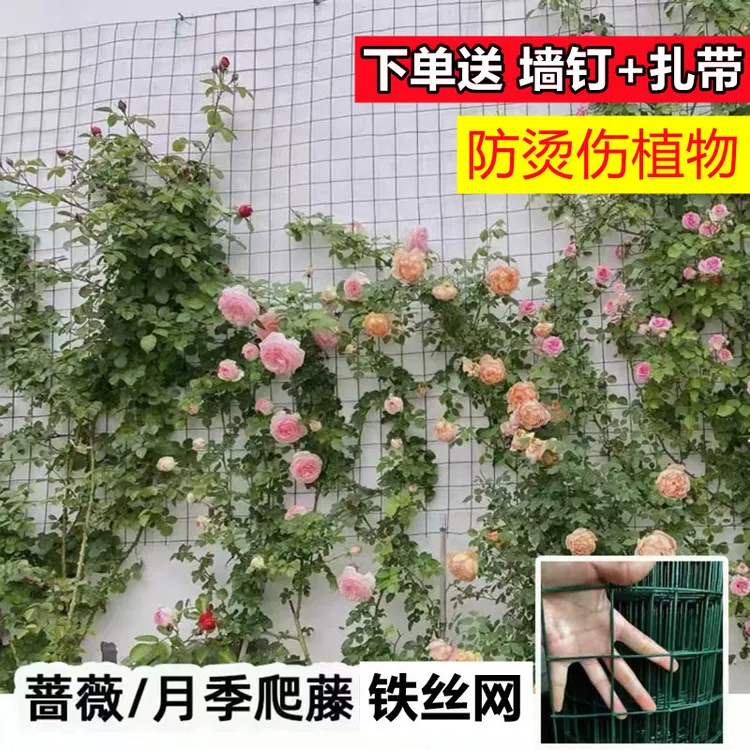 爬藤月季牵引网蔷薇铁丝网植物爬藤月季牵引网花网爬藤月季爬藤架