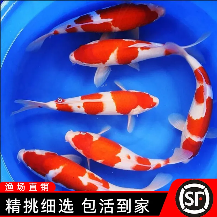锦鲤活鱼大型好养耐活高档观赏鱼淡水鱼冷水鱼招财鱼小型纯种鱼