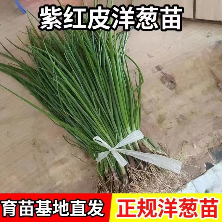 【基地直发】特价紫红皮洋葱种植新鲜洋葱水果种植庭院简单不开花