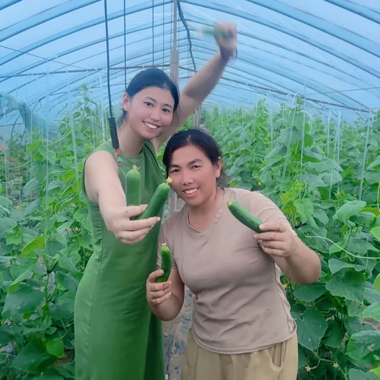 【谷梦飞服装店】谷梦飞家水果小黄瓜现摘即食脆嫩无刺应季蔬菜