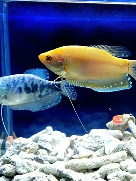 曼龙鱼五彩丽丽珍珠马甲活体热带观赏鱼淡水好养耐活不用打氧