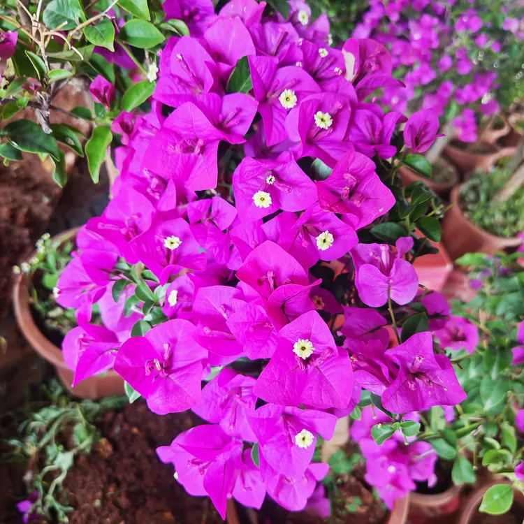 15云南紫色三角梅60-80高喜光植物运输箱内无介意掉花掉叶勿拍