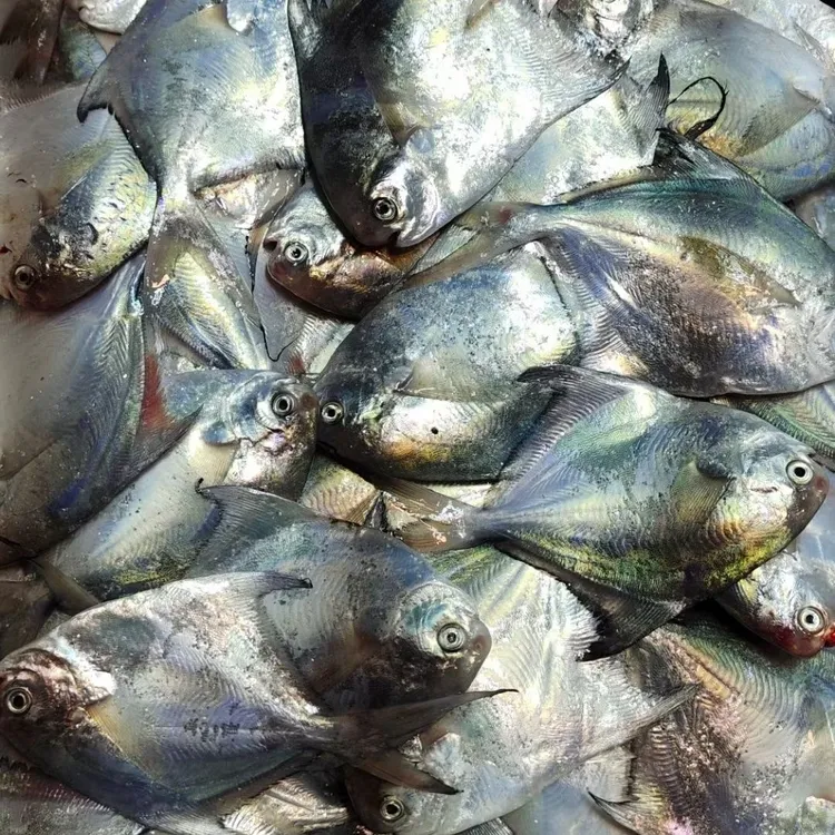 当天海捕小船鲳鱼，急冻次日发货