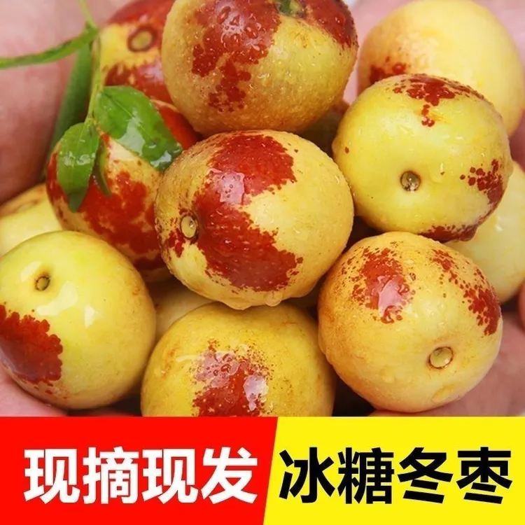 【果园直发】冰糖冬枣3-5斤当季新鲜水果现采现摘现发冬枣京东顺丰