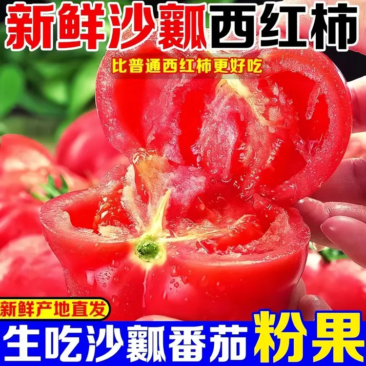 甘肃沙漠沙瓤粉果西红柿新鲜采摘现发科生吃
