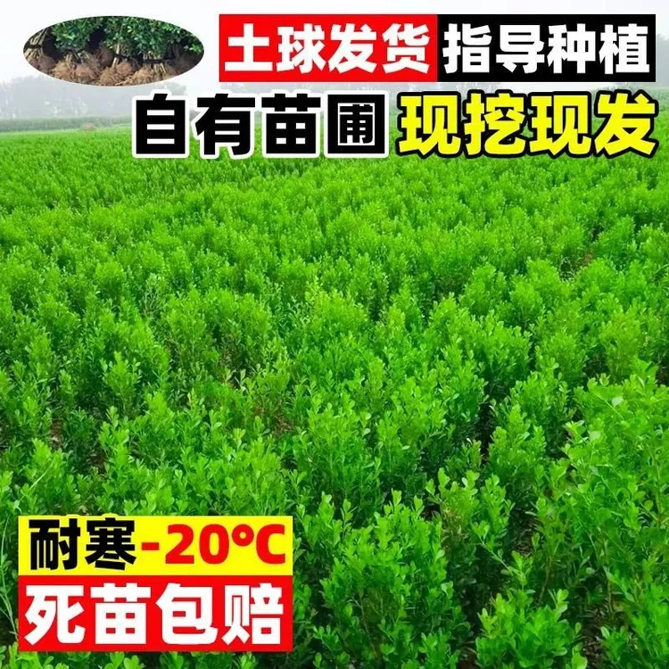 冬青树苗法国北海道黄杨直立篱笆墙庭院围墙植物四季常青耐寒绿篱