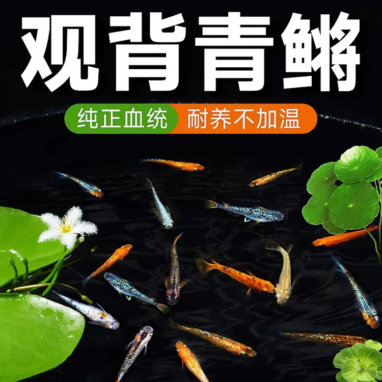 不打氧易活好养小型冷水观赏鱼古法养鱼泡沫箱养鱼