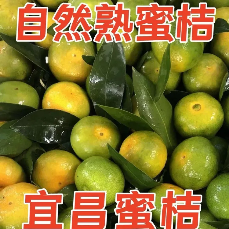 湖北宜昌蜜橘现摘无籽新鲜应季酸甜沙口多汁天然好维C