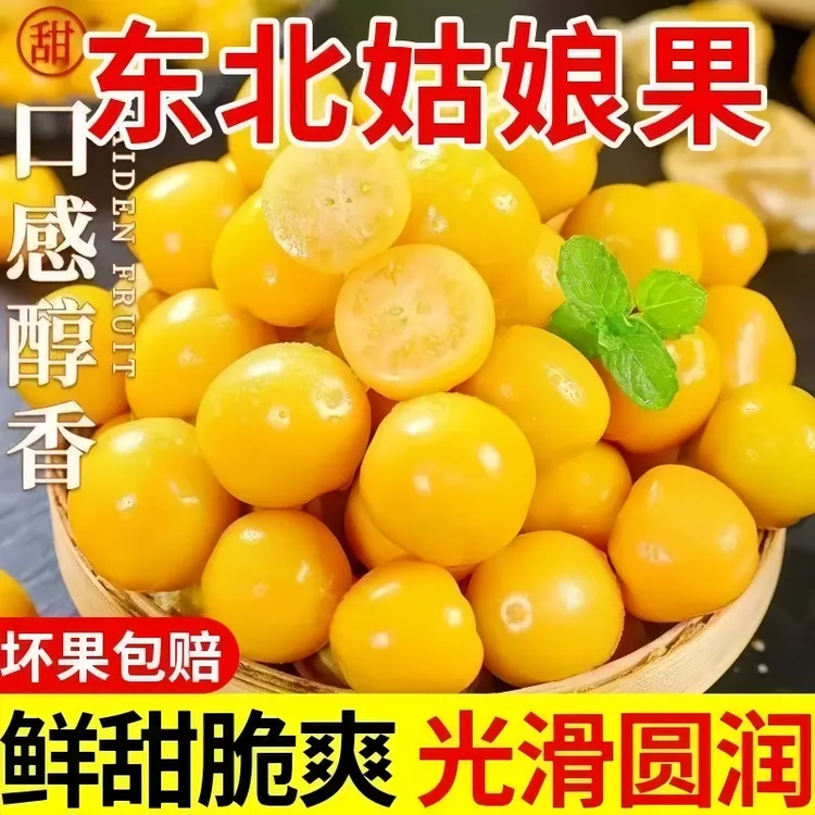 东北菇娘果灯笼果采摘鲜甜多汁果肉金黄黄姑娘果正宗菇娘果
