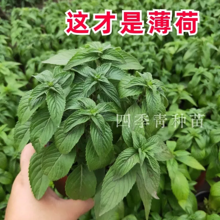 正宗中华土薄荷银丹草药材盆栽可食用泡茶驱蚊清凉野薄荷室内阳台