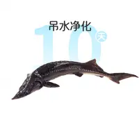 鲜活吊水鲟鱼1条约850g
