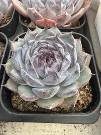 蓝色妖姬单头(3-5cm)脱土