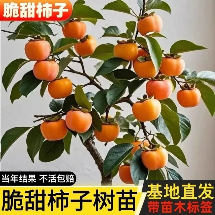 脆甜柿子树嫁接无核无籽脆皮盆栽甜脆南北方果树种植耐寒当年结果