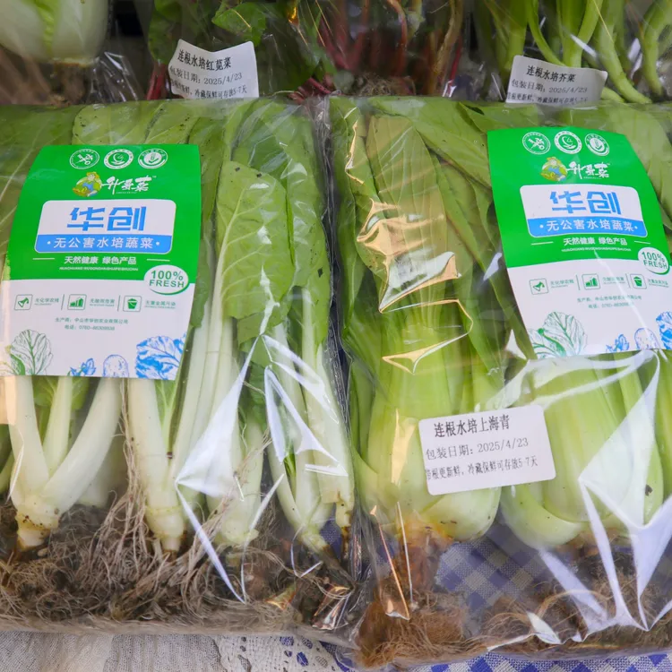 坦洲华创连根水培青菜5斤，目前有芥菜，通心菜，甜快菜，随机搭配！