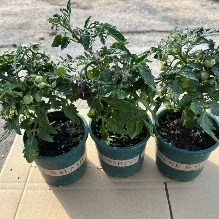 矮生小番茄盆栽阳台新宠种植带土带果带盆发货辣椒树