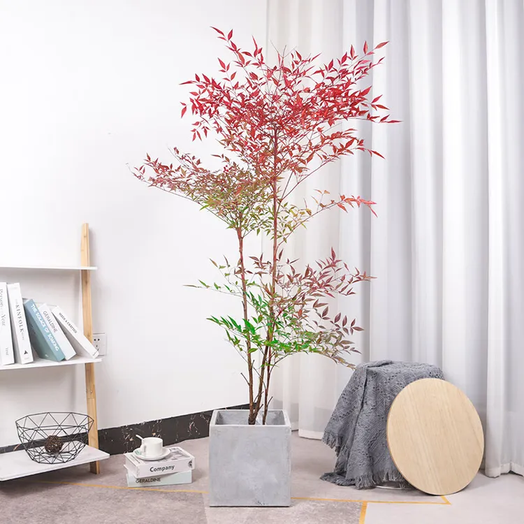 火焰南天竹精品老桩耐寒耐热室内外庭院造景好养绿植盆栽