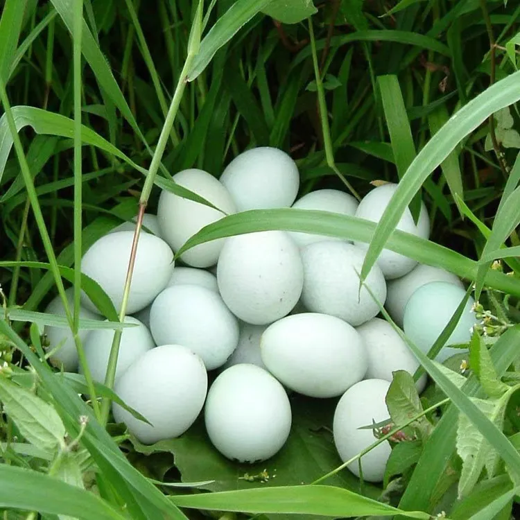 正宗农家散养绿壳土乌鸡蛋40枚