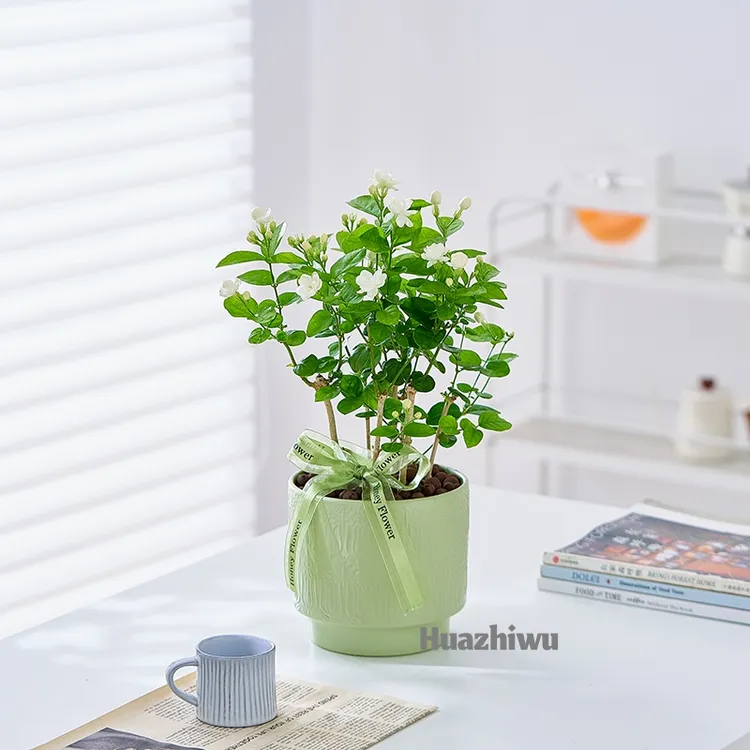 芳香茉莉花夏季开花芳香花卉植物室内花阳台四季美观老桩树苗
