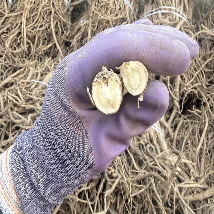 甘肃原产地新鲜纯手工黄芪切片无硫无烟熏可泡水炖肉吃火锅
