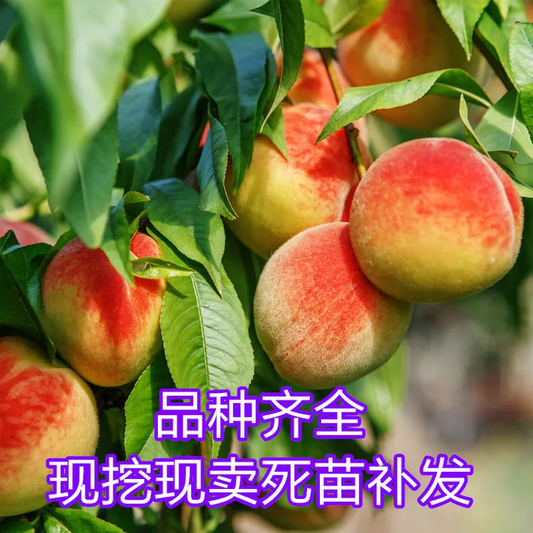 正宗嫁接桃树苗血桃苗冬桃苗黄金桃苗水蜜桃苗南方北方均可栽种 