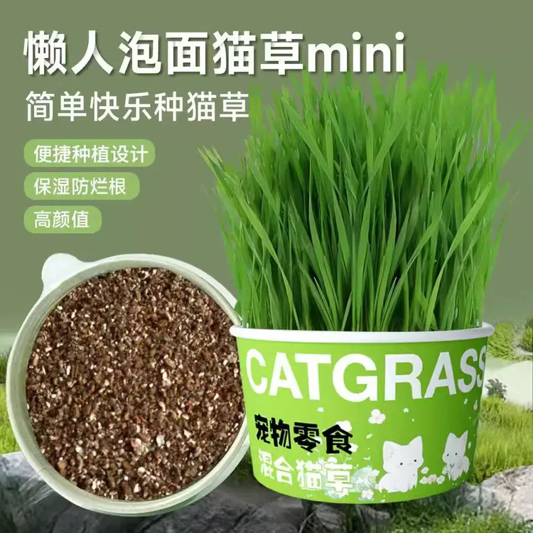 新疆包邮乌市直发懒人泡面猫草无土水培天然种植化毛洁齿猫咪零食