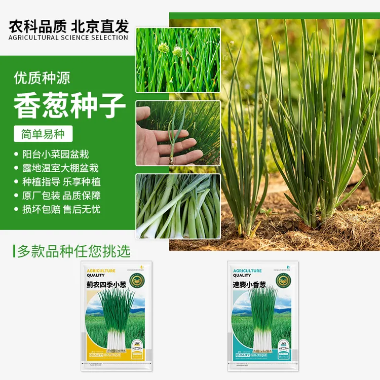 【农科院推荐】葱种四季小香葱种子白根小葱四季阳台盆栽速生易种