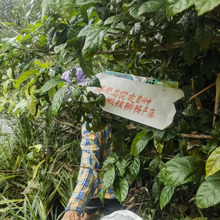 海南特产纯野生散装鹧鸪茶叶凉茶 海南茶店必点老爸茶新茶叶