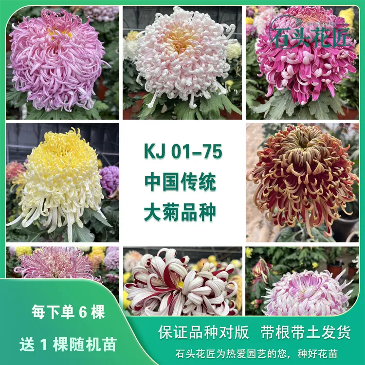 石头花匠中国传统大菊苗75个品种 燕山秋韵 独本菊花多年生宿根 
