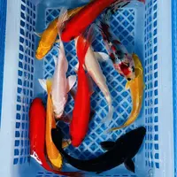 【大】11条锦鲤 精品活体 渔场促销 