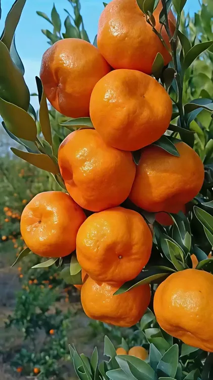 巴东雷家坪椪柑，好剥，味道甜，汁水充足