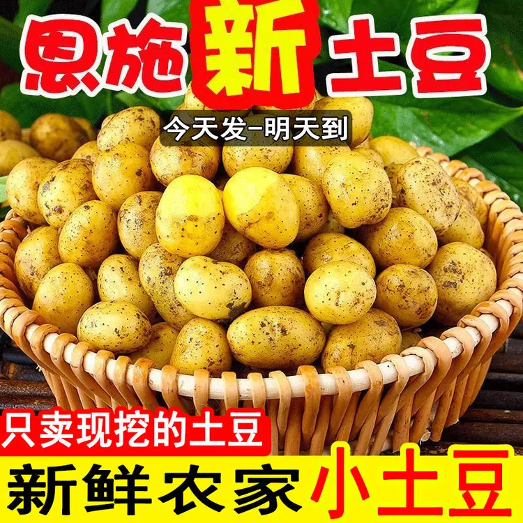 湖北现挖恩施富硒小土豆新鲜黄心土豆批农家自种洋芋马铃薯粉糯