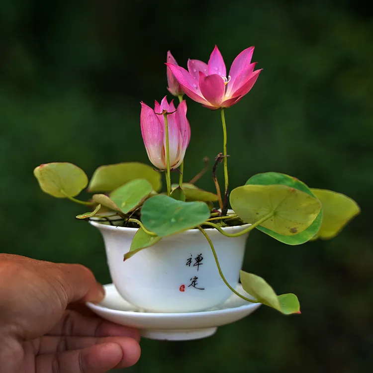 周劲松微型精品【朱樱】粉红色单瓣极丰花阳台小盆栽碗莲荷花种藕苗