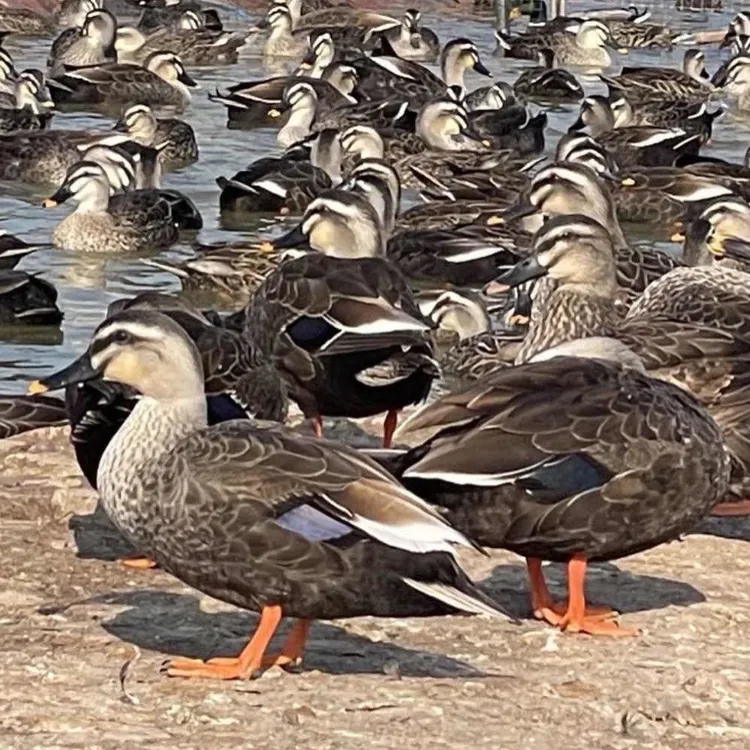 【直播间改价福利】 3只 眉头飞鸭 萧山鸭 生态养 宠物鸭 顺丰/京东