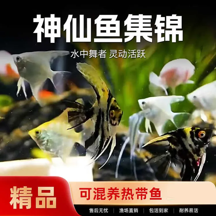 神仙鱼活体观赏鱼神仙鱼燕鱼热带鱼秘鲁神仙红头三色宠物鱼