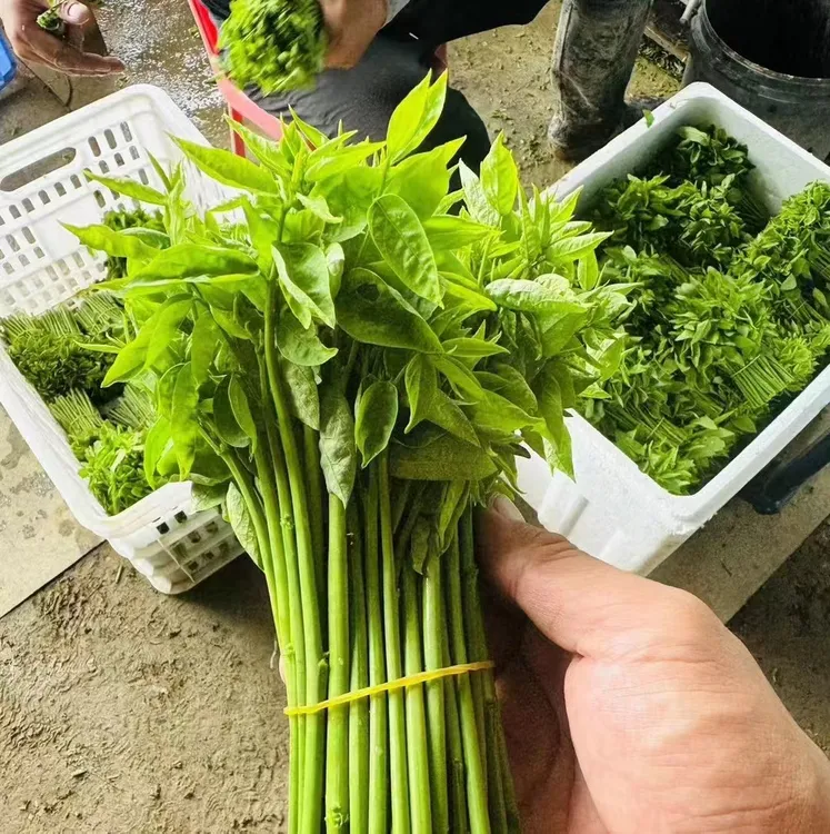 【顺丰】5斤潮汕树菜树仔菜益肝菜农家种植五指山野菜健康蔬菜