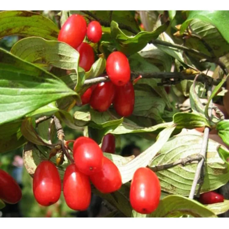 【顺丰/京东发货】秦岭【山茱萸】正品山茱萸新货枣皮高品质山茱萸