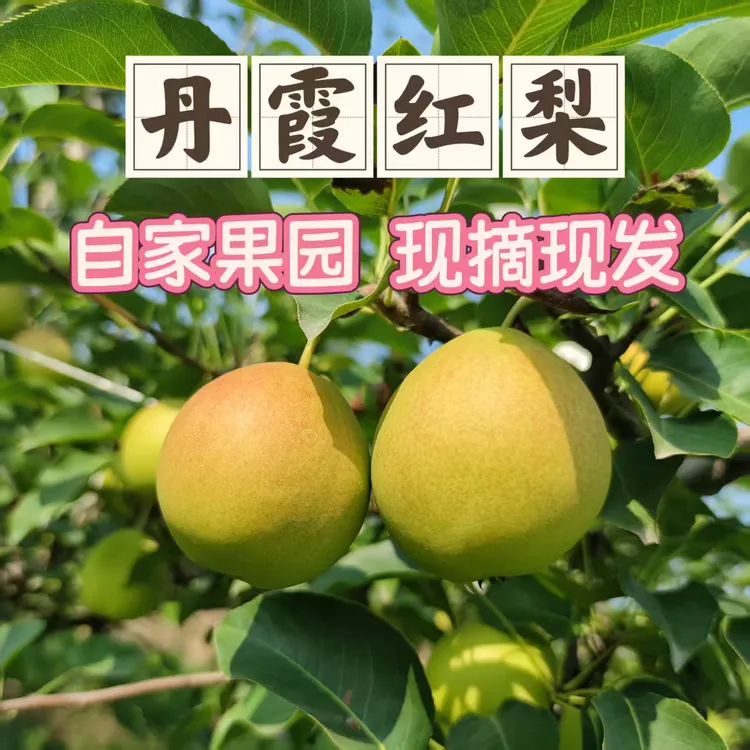 山西运城丹霞红香酥梨子脆甜爆汁皮薄核小新鲜采摘产地直发