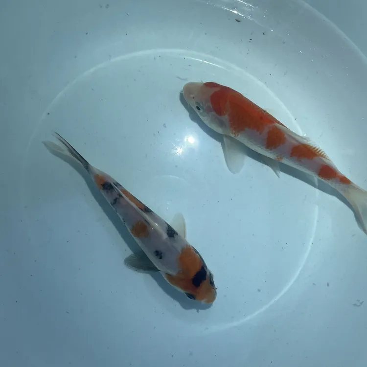 锦鲤观赏活鱼昭和冷水淡水观赏锦鲤观赏鱼鱼锦鲤鱼观赏鱼好养易活