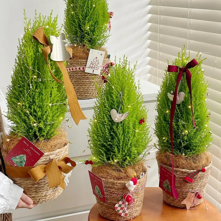 圣诞香松绿植桌面防辐射盆栽净化空气花卉植物四季长青圣诞树