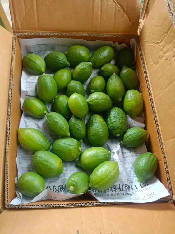 广东香水柠檬新鲜现摘无籽清香可口奶茶店手打柠檬茶专用水果